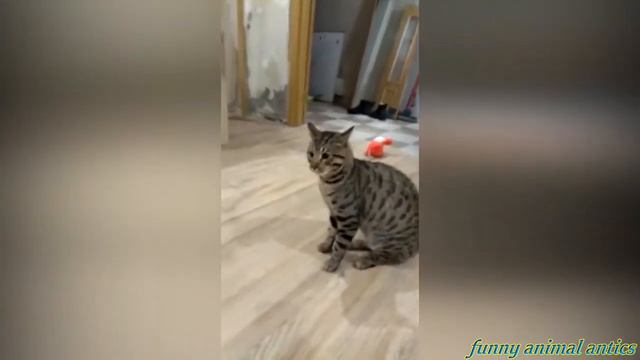 Подборка смешных собак и кошек 😂 -  Видео о забавных  питомцах  🧡 2020