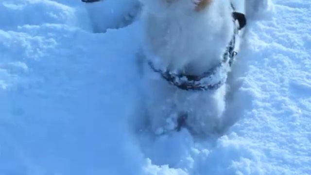 Борзые в сугробах2.MOV смотреть онлайн