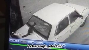 Кот Чака Норриса