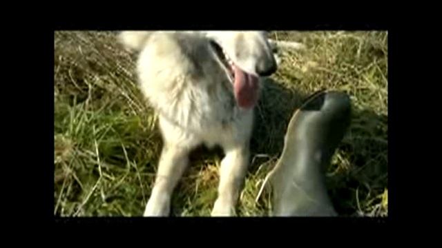 20 калибр, мой четвертый выход)))! смотреть онлайн