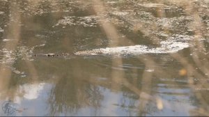 20 Масаи Мара - сафари