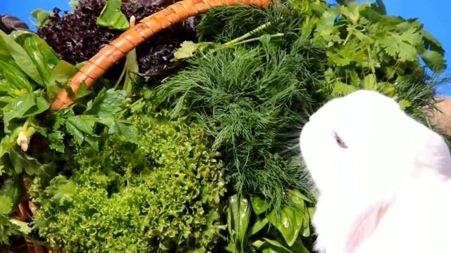 Кролики Кушают | Какую траву можно декоративным кроликам | Свежая зелень смотреть онлайн