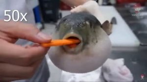 рыба-фугу ест морковь 1000x скорость