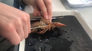 ПРАКТИКА НА БИОФАКЕ ПО ЗООЛОГИИ | ПРЕПАРИРОВАНИЕ РАКА | ХЕЛИЦЕРОВЫЕ СТРОЕНИЕ | МИКРОСКОП