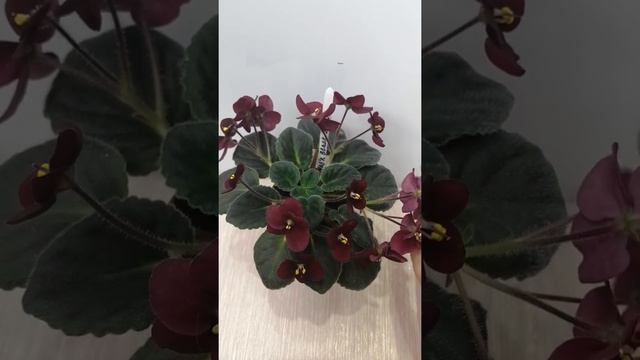 Фиалка Mac's Blask Jack. Обзор. смотреть онлайн