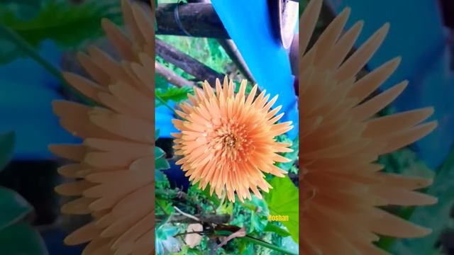 #nature Flower Gerbera  ...