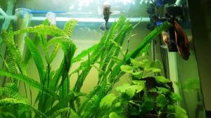 Астронотусы в аквариуме с растениями! Год эксперимента. Убираем взвесь а аквариуме #взвесьваквариум