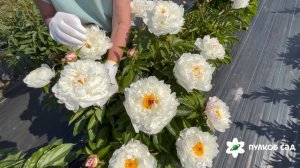 Escimo Pie peony. Эскимо Пай пион. Пулков сад