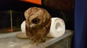 Сова сплюшка ест тараканов. Информация по содержанию и кормлению совы.