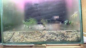 Сделал закрытый полюдариум из 40 литрового аквариума