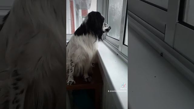 О соседях...))) смотреть онлайн