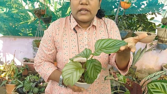 Starts @30rs..Calathea Calathea big sale #wtsp9947132040 #onlineplants #lovemyplantssreekalaribu