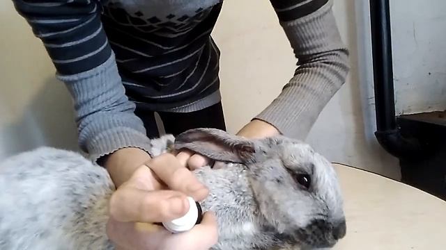 Ушной клещ у кролика. Лечение ушного клеща kroliki zhivotnovodstvo смотреть онлайн