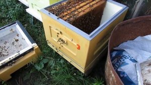 улей биненхаус - вывелись неплодные матки , проверяю их качество и подсаживаю в отводки  для облета