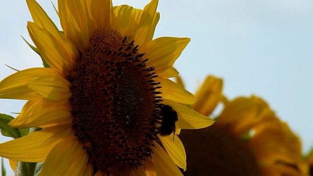 Test Lumix FZ 38 смотреть онлайн