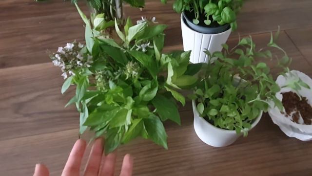 How to grow Sweet/Thai basil? Difference between sweet basil vs normal basil