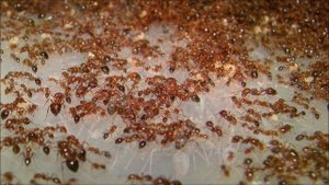 Борьба с муравьями НЕСКОЛЬКО ОЧЕНЬ ЭФФЕКТИВНЫХ СПОСОБОВ