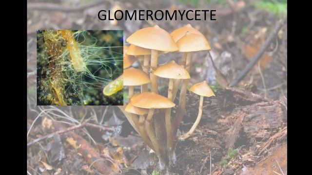 AP Biology cvitale Fungi.mp4