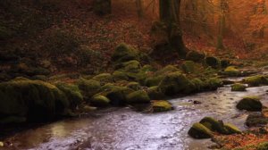 Лесной ручей, упокаивающий шум воды