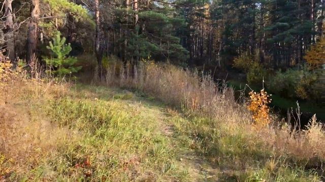 Прогулка по осеннему Ананда Шивани смотреть онлайн