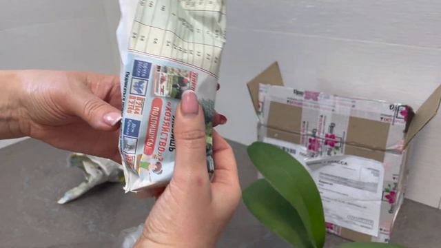 # 70 Две редкие сортовые азиатские орхидеи из магазина ОРХОРАЙ #АзиатскиеОрхидеи #ОрхидеиИзПосылки