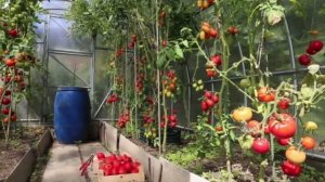 Я Не Верила , Но От ВЕРШИННОЙ ГНИЛИ  Помогло Сразу!   #гниль#ПОМИДОРЫ #ТОМАТЫ #ВЕРШИННАЯГНИЛЬ