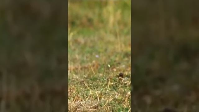 Горностай - маленький хищный охотник на кроликов и крыс смотреть онлайн