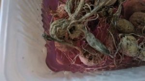 #ГЕОРГИНЫ ОДНОЛЕТНИЕ, ЧТО ДЕЛАЮ?