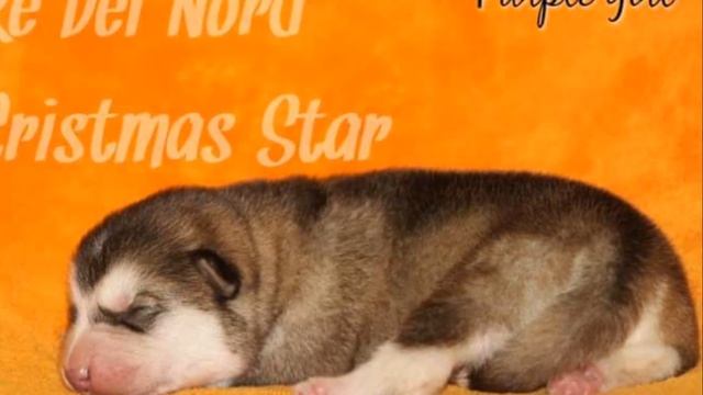 Щенки Аляскинского Маламута смотреть онлайн