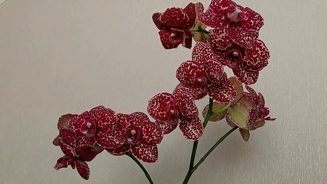 Орхидея Фаленопсис Дикий кот. Описание и уход смотреть онлайн