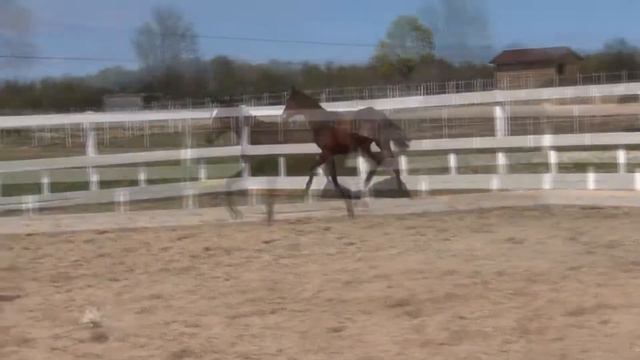 Investor смотреть онлайн