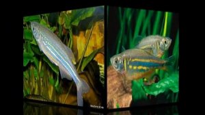 Данио малабарский 1