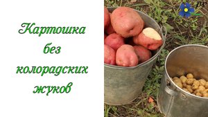 Картошка без колорадских жуков