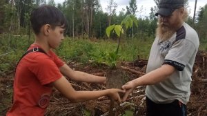 Сажаем орехи на вырубке.