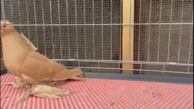 Голуби летают и играют красные желтый челкарь гульбадам. Двухчубые голуби. Tauben. Pigeons смотреть онлайн