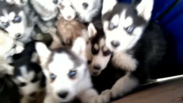 New huskey puppys 01-02-2021  Puppies Age 2 Month Old 03249406277 Danish Dog kennel LHR ISLAMABAD