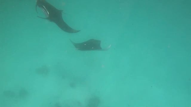 Чем кормят в отеле Lagoon ViewMaldives!?/ Новый номер/Экскурсия на мант/ смотреть онлайн