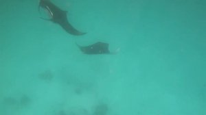 Чем кормят в отеле Lagoon ViewMaldives!?/ Новый номер/Экскурсия на мант/