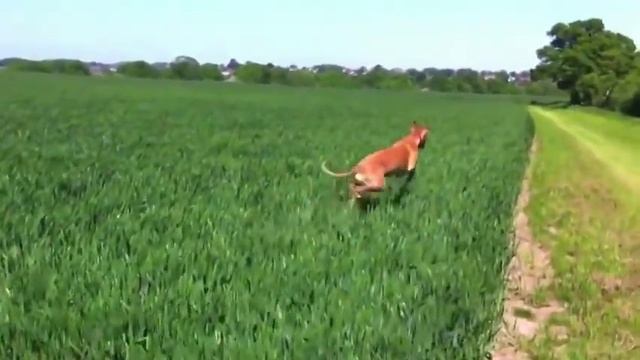 Упоротая собака смотреть онлайн