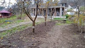 Осенняя обработка и подкормка плодовых и косточковых. 05.11.2022
