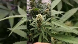 Grow Report: "Amnesia Lemon Auto" 121g