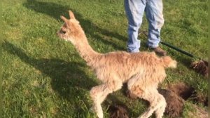 Она попала в смертельную ловушку