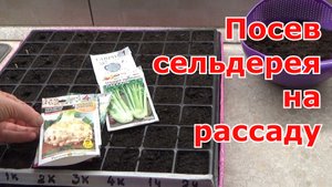 Сею сельдерей корневой и черешковый: когда сажать, как правильно посеять и как ухаживать за рассадой