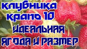 Клубника Крапо 10 вторая волна плодоношения