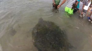 Гигантская зелёная морская черепаха / Подводная съёмка