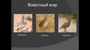 География 7 класс  Животный и растительный мир степей  Население и хозяйство  Крупные города