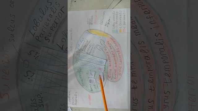 Расположение центров коры головного мозга смотреть онлайн