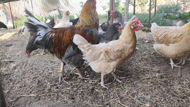 Как Выбирать Петуха. Мои Правила. смотреть онлайн