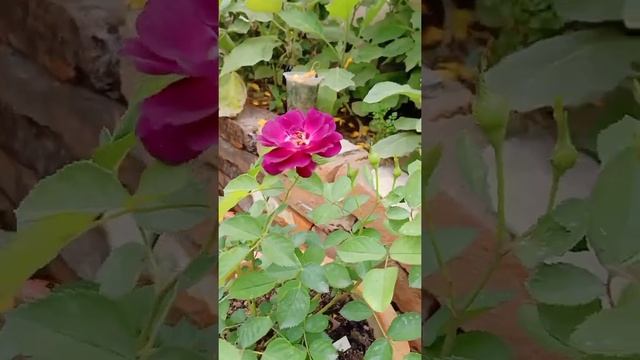 MY MIDNIGHT BLUE ROSE PLANT смотреть онлайн