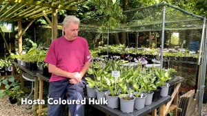 Rewela Hostas takes a look at Hosta Coloured Hulk